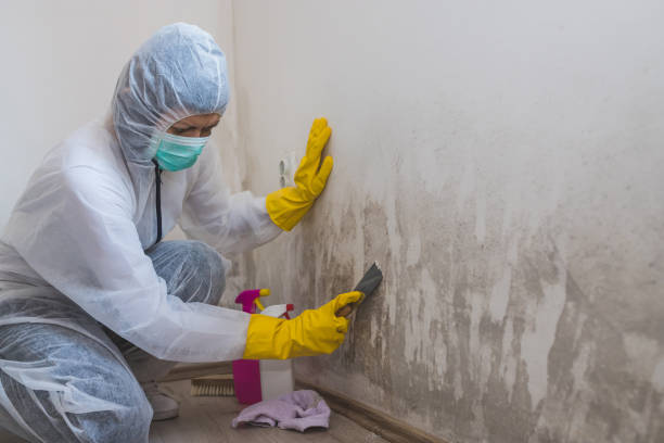 Best Mold Testing  in Lawton, MI
