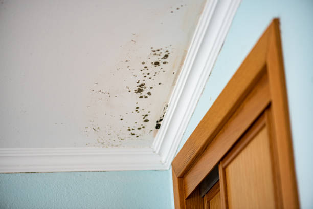 Best Mold Cleaning Services  in Lawton, MI