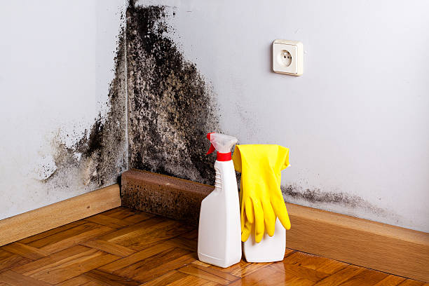 Best Certified Mold Removal  in Lawton, MI