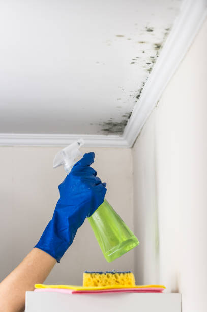 Best Black Mold Removal  in Lawton, MI